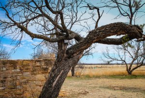 The major limb on this tree began growing to the right,; extreme winds bent the limb back toward the trunk, catching on the left limb. It continues to grow this way.