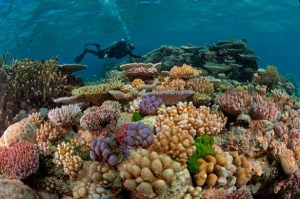 great-barrier-reef-diver-615