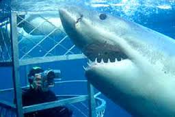 shark cage