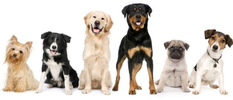 types-of-dog-breeds